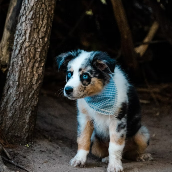 Mini Aussie Puppy For Sale - Simply Southern Pups
